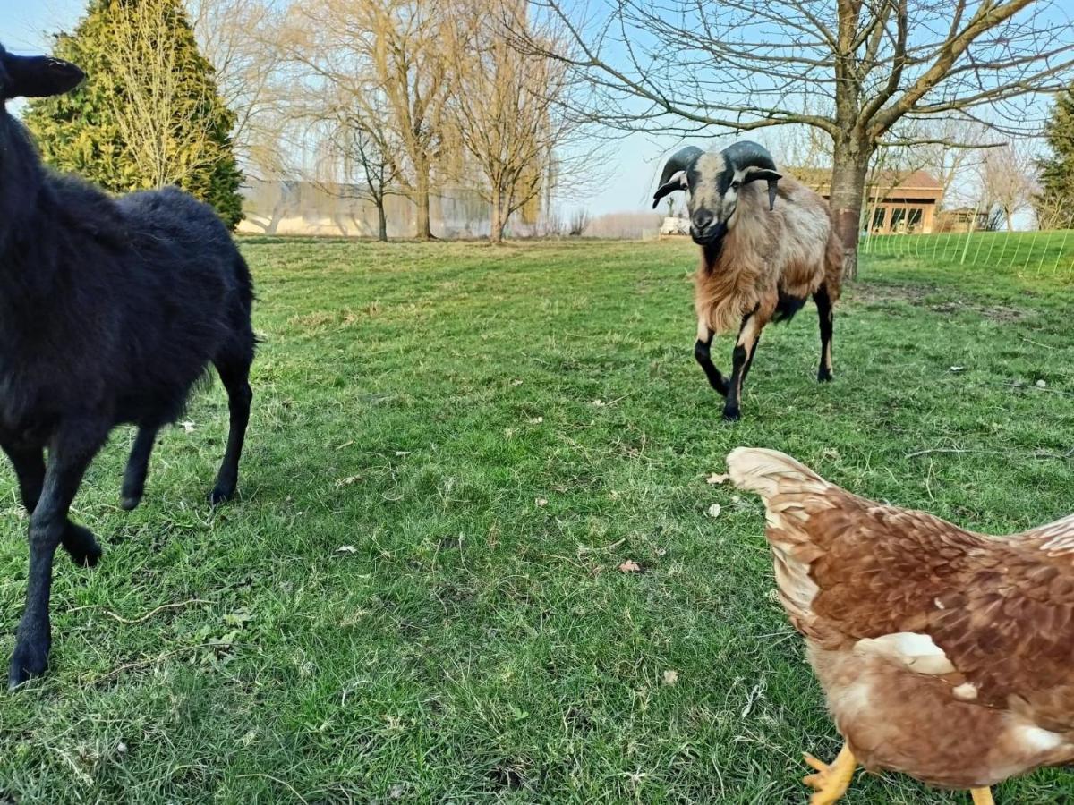 Les Chambres D'Hotes Du Vert Galant " L'Allee Des Champs" Verlinghem Eksteriør billede